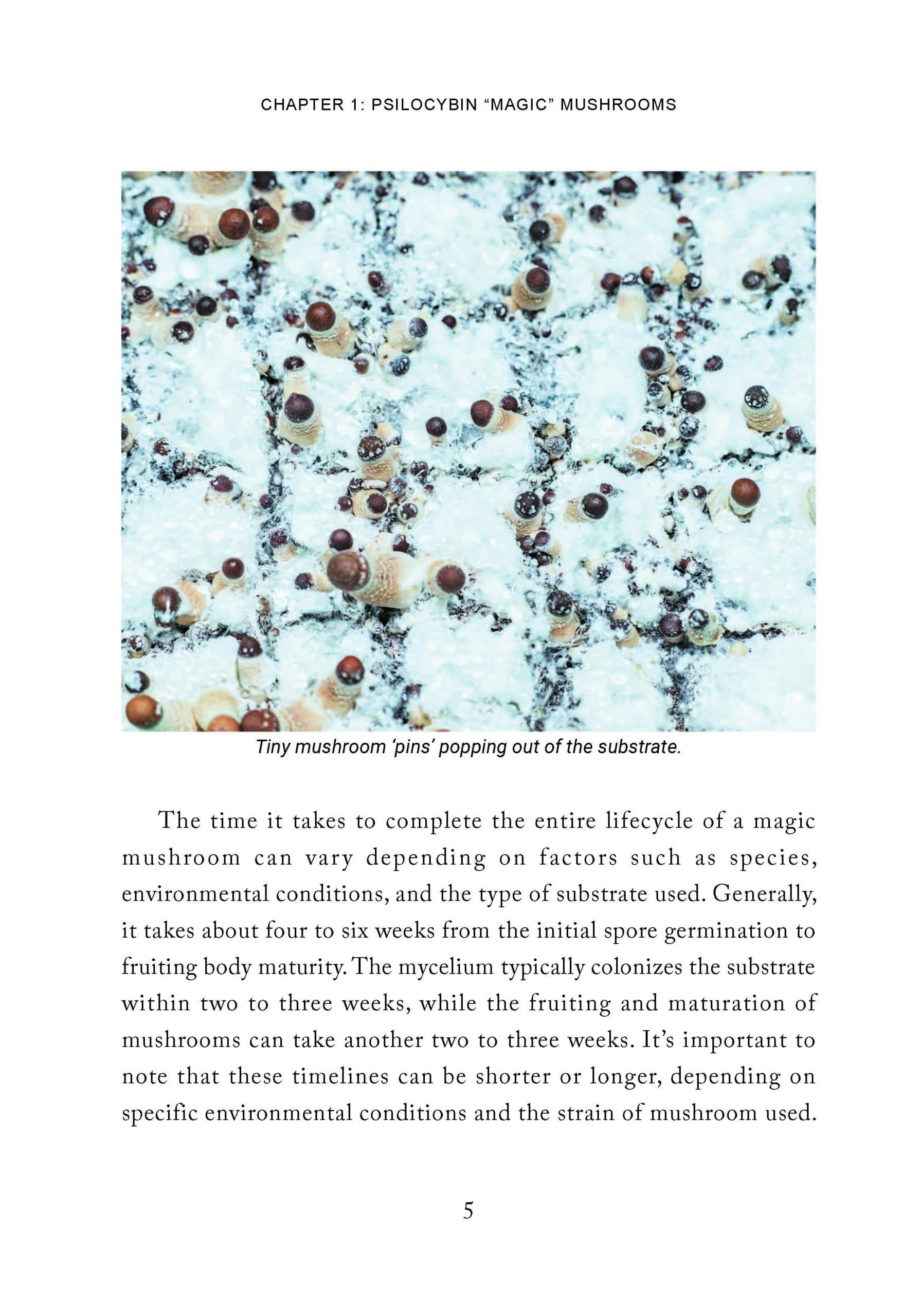 Magic Mushroom Seekers’ Guide to the Galaxy: A Journey of Self-Discovery with Psilocybin Mushrooms - Image 8